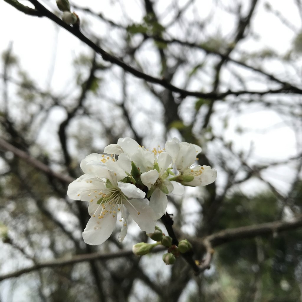 2020.1.18 鳶山連走_820822