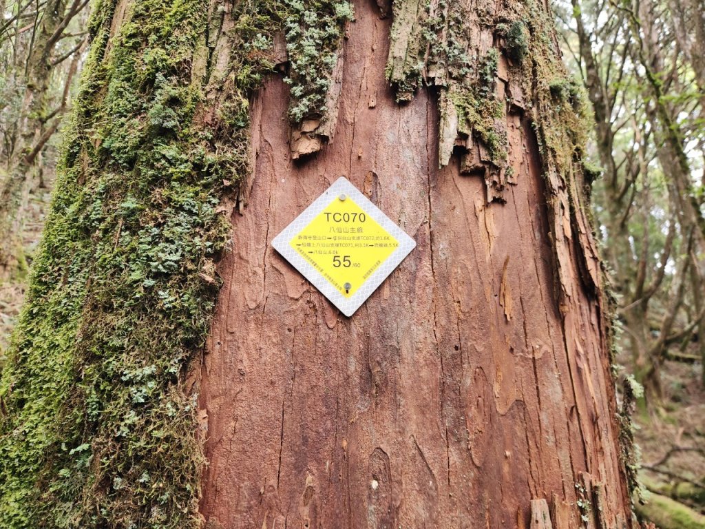 【中級山】谷關七雄八仙山_2745054