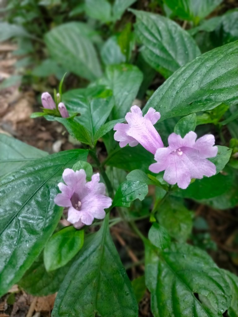 雲嘉連峰封面圖