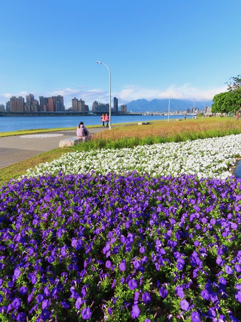 ［一日2大花海］（關渡花海+延平花海）（2023/11/15）_2352923
