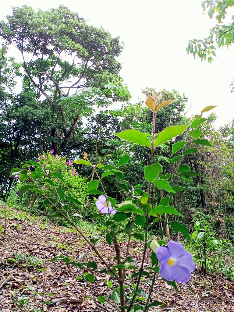 【白金縱走】內湖白鷺鷥山→汐止金龍湖（2-2 新北市汐止區 油桐嶺→金龍湖）_1702404