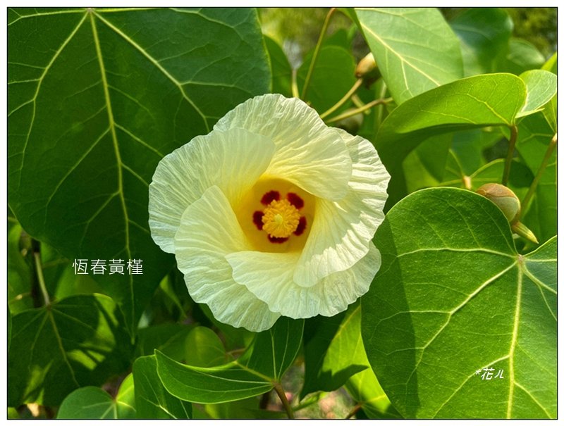 恒春黄槿の花開封面圖