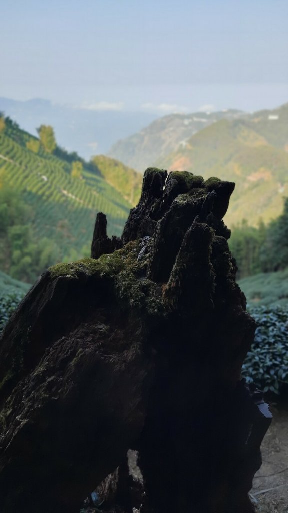 《南投》忘憂森林｜嶺頭山及金柑樹山O繞(留龍頭起登)20230318_2076729