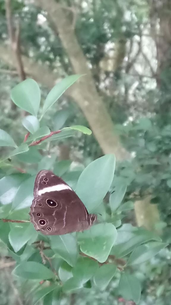 馬武督，外鳥嘴山，那結山連走_375473