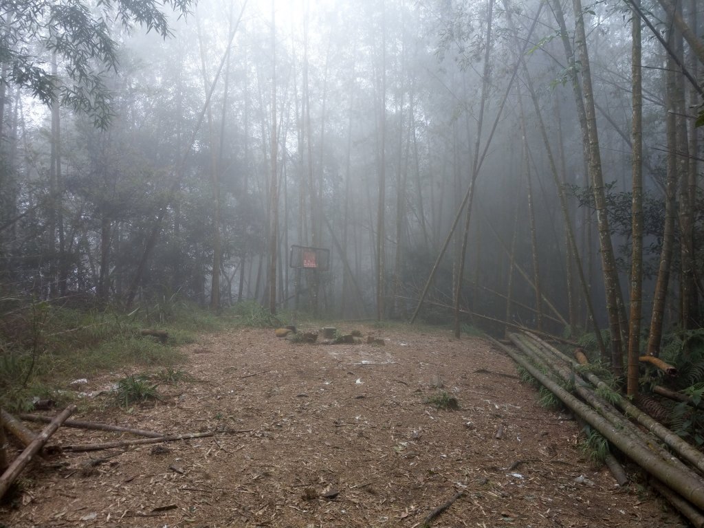 天氣多變大霧瀰漫的溪頭鳳凰山步道(小百岳#53)_1494922