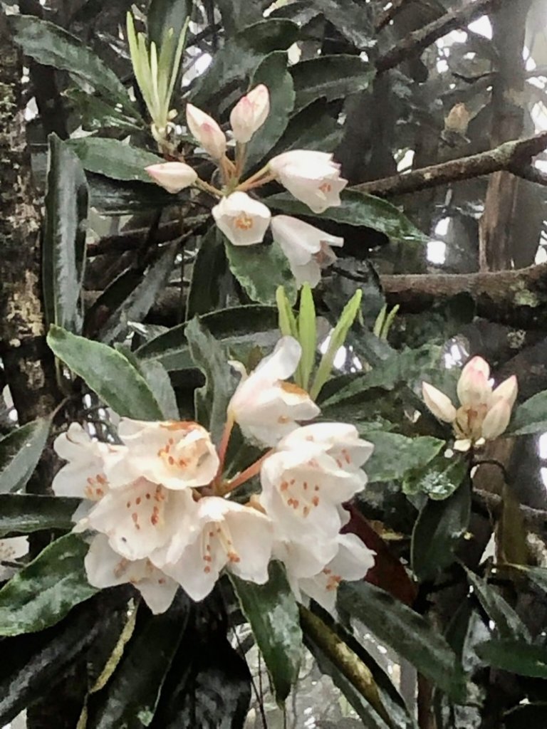 橫嶺山、鳶嘴山O 走_1660938