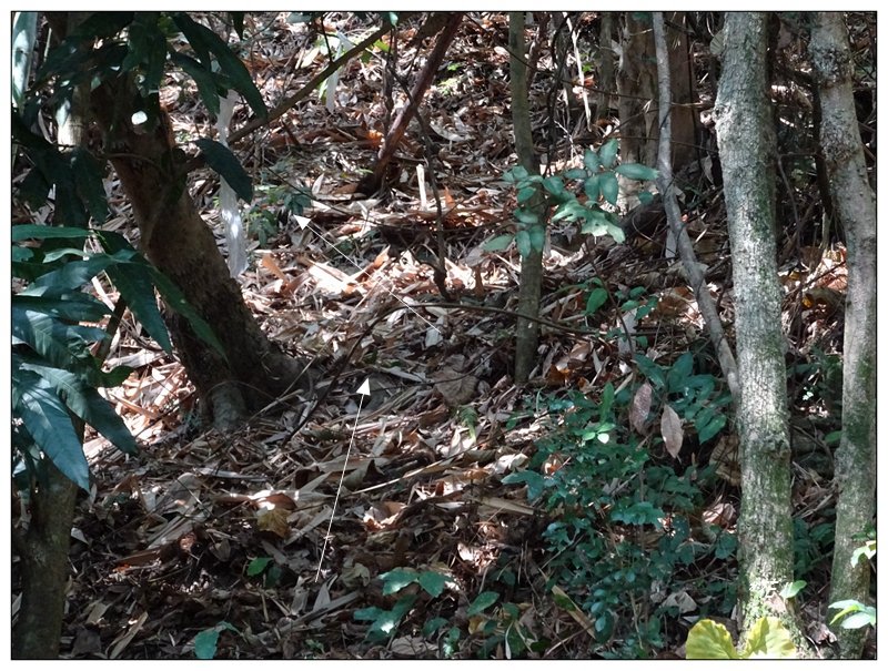 坪林山/台中-太平_1283416