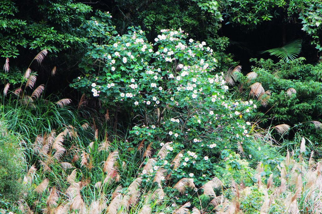 南庄 景點多 ~ 走吧 ! 登山健行休閒旅遊 ..._223395