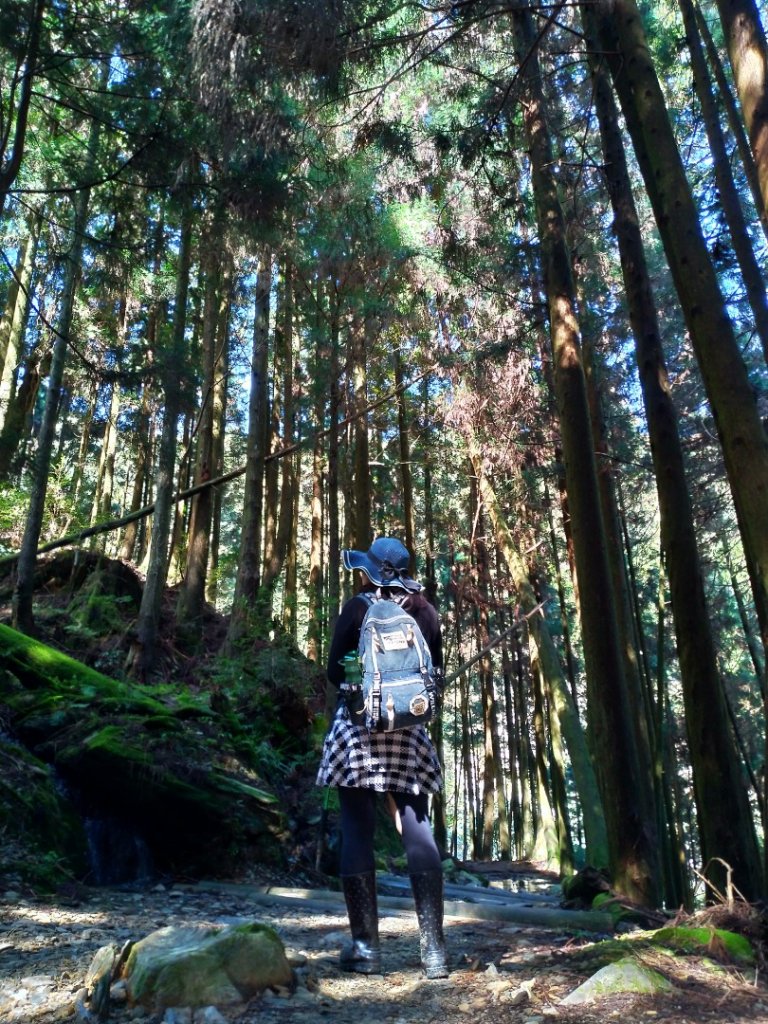 檜山巨木群步道_1662886