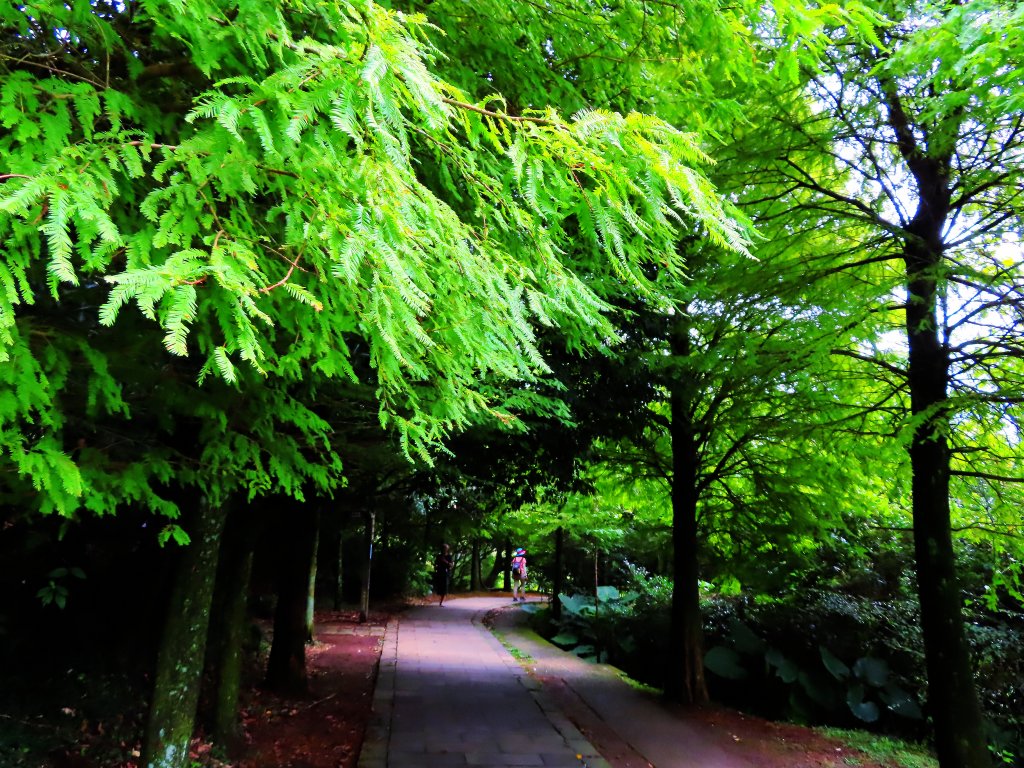 寂靜山徑：世界首座都會寧靜公園_1122085