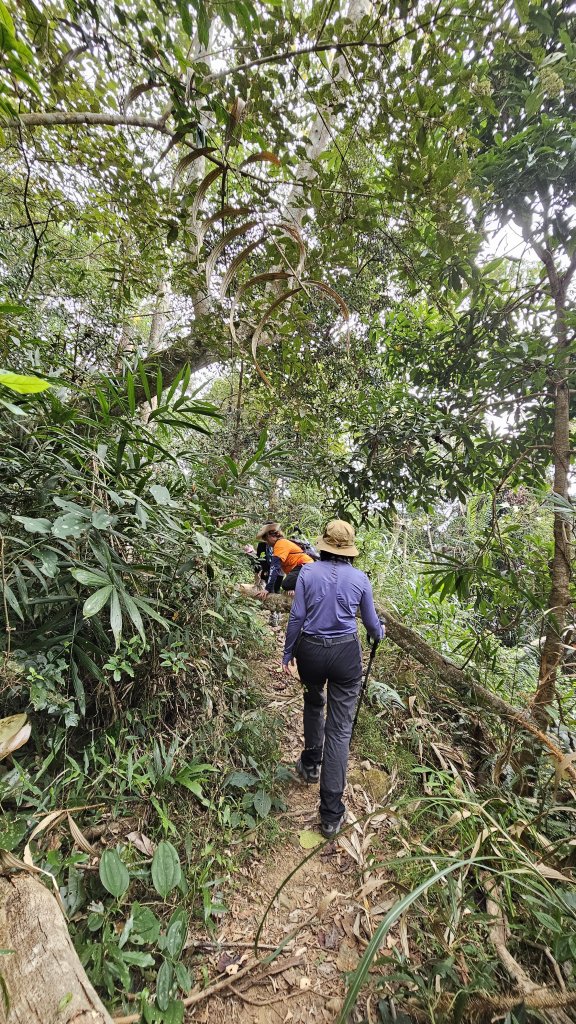 【稜線瘦如刀鋒，山形橫亙如屏風】解鎖第55座小百岳 #045 大橫屏山_2932859