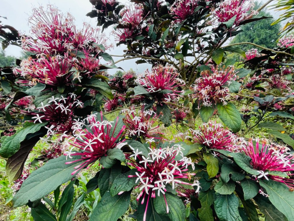 1140226塘湖山-甕缸罈雙O繞_2720865