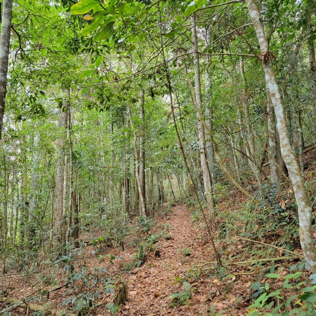 惠蓀林場小出山登山步道_1854363