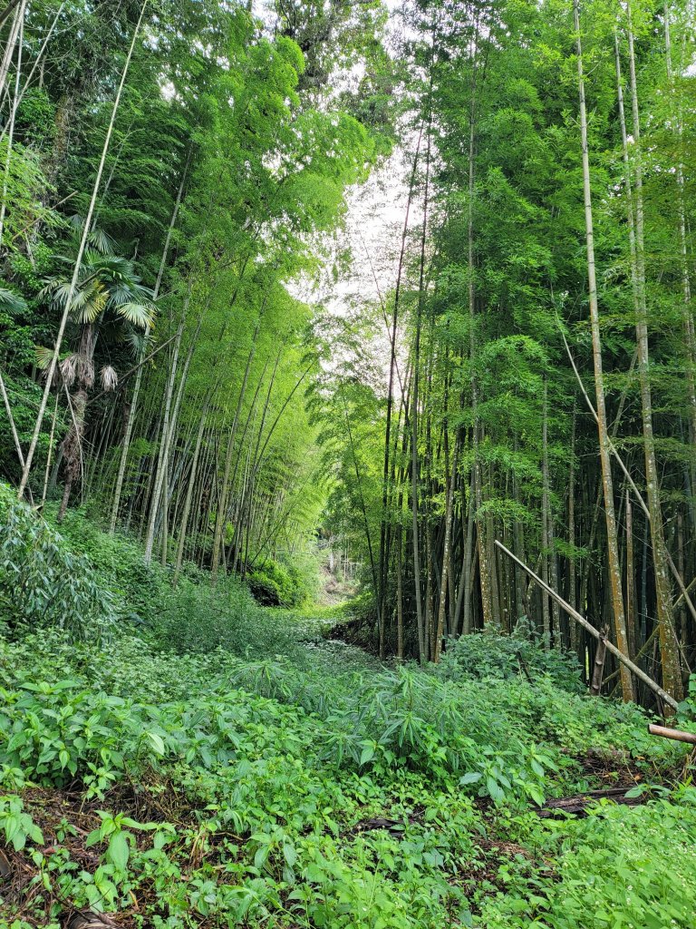 大凍山步道封面圖