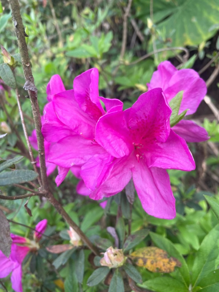 鶯桃縱走_2441625