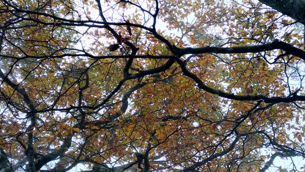  秋的色彩繽紛絢麗，美的讓人讚嘆不已!_456363