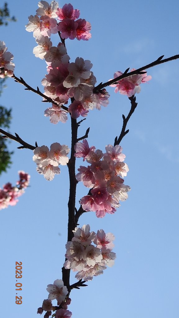 2023第一櫻 - 天元宮後山寒櫻(三色櫻)，櫻花與月亮_2010451