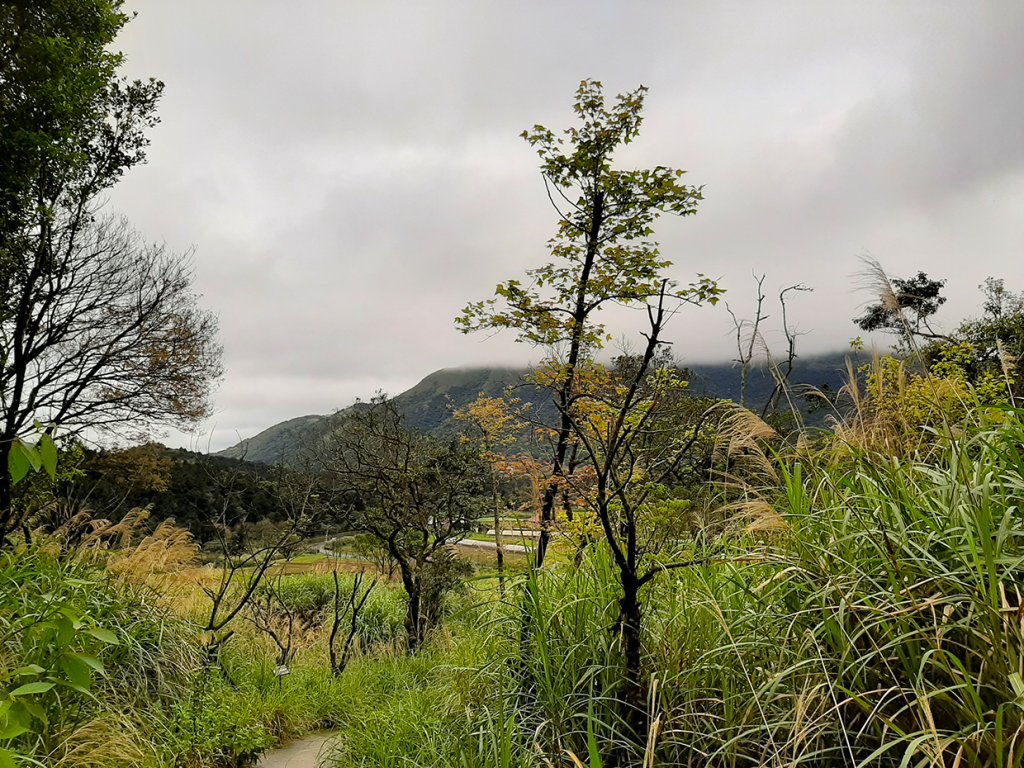 走入迷霧森林，遇見海芋精靈_865412