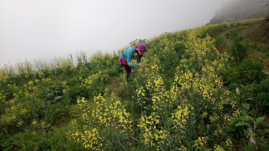 米羅山之木_292571