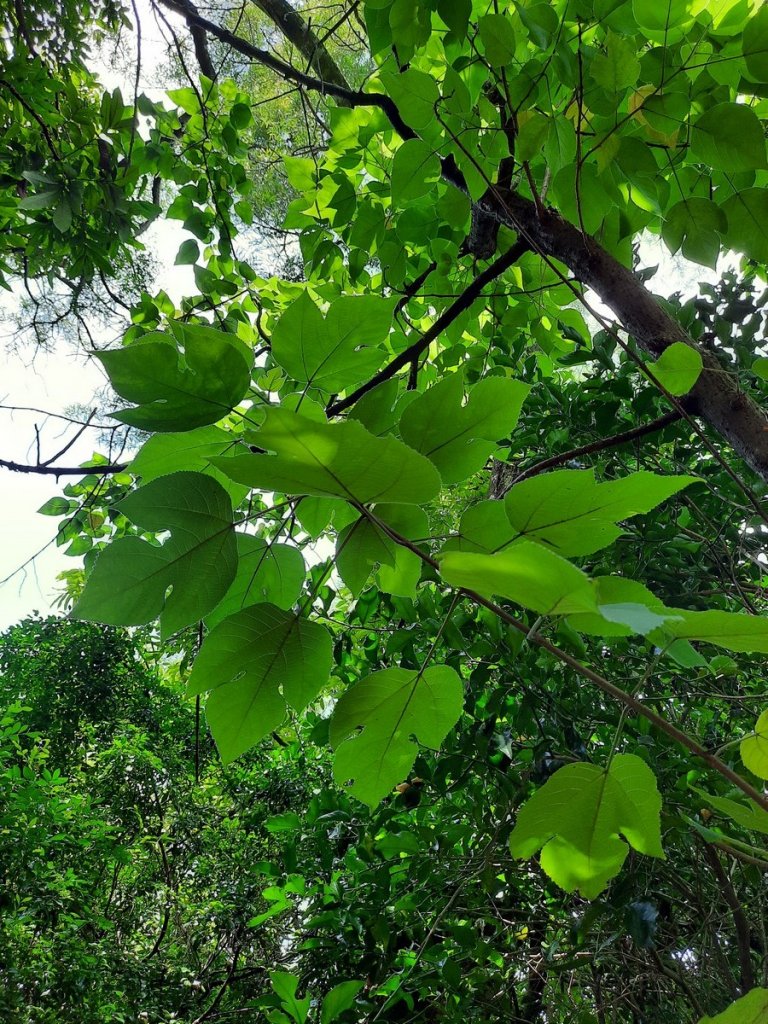 《南投》中興新村虎山步道心型200816_1068797