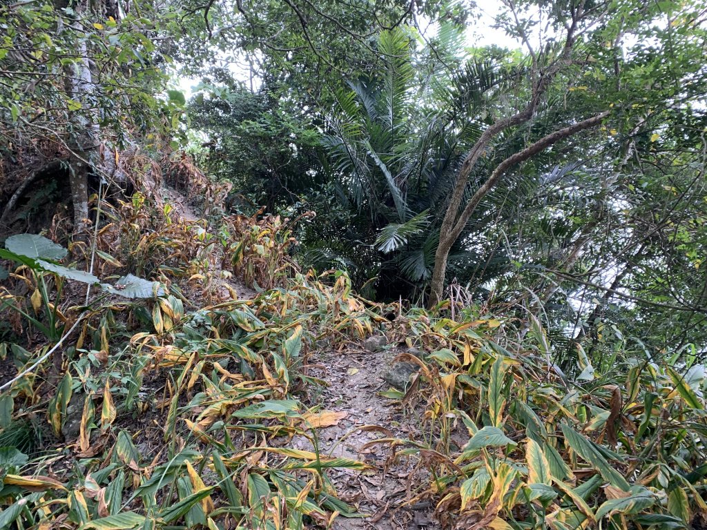 20231111台南烏山縱走_2354192