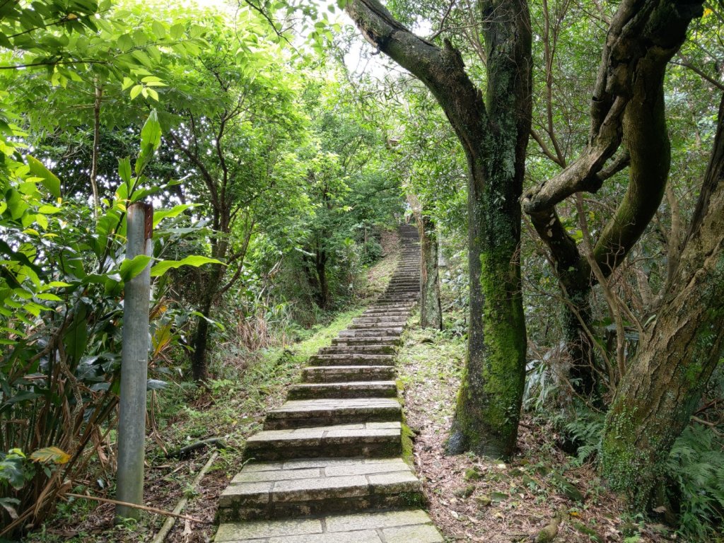 大尖山步道封面圖