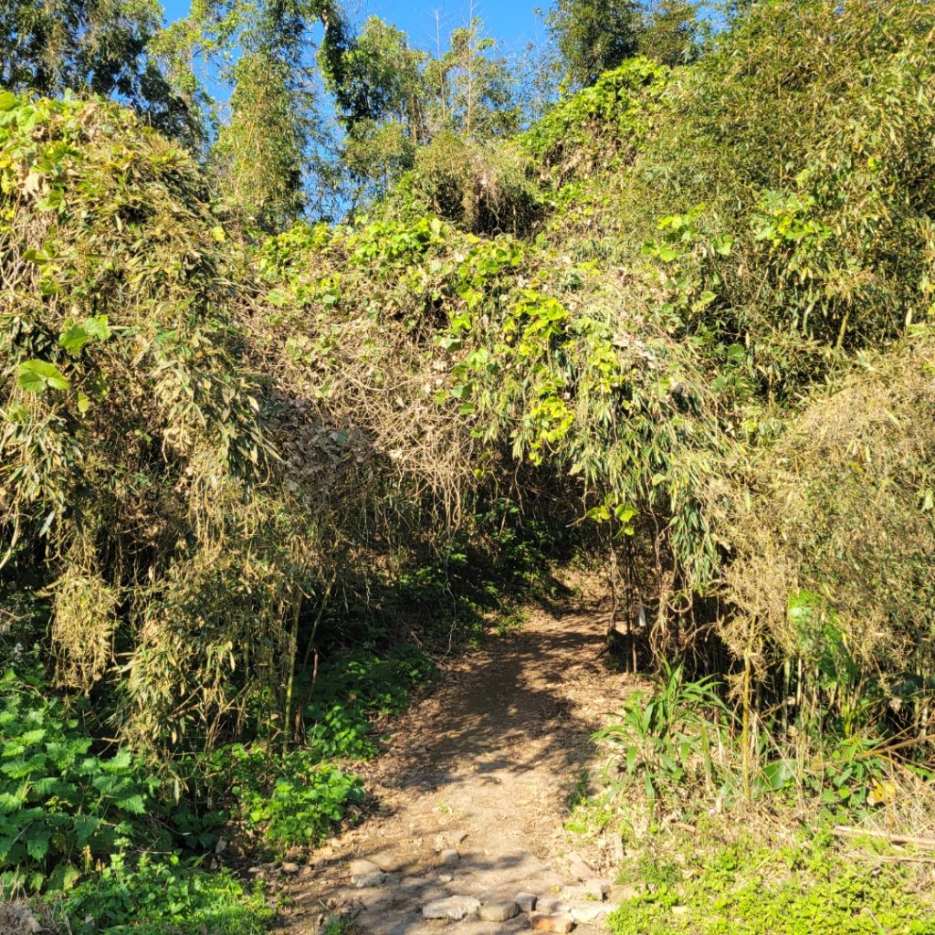 馬那邦山、細道邦山（小百岳）_2435540