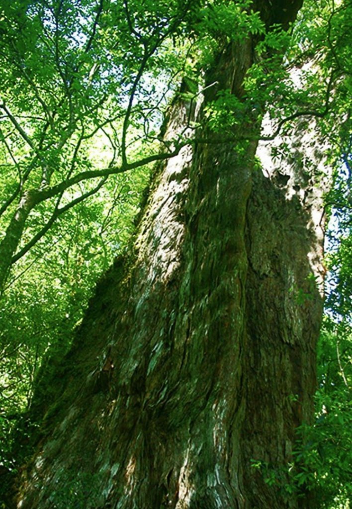〔桃園復興〕拉拉山巨木，史詩級魔幻森林，75公頃紅檜 扁柏森林浴_2244707