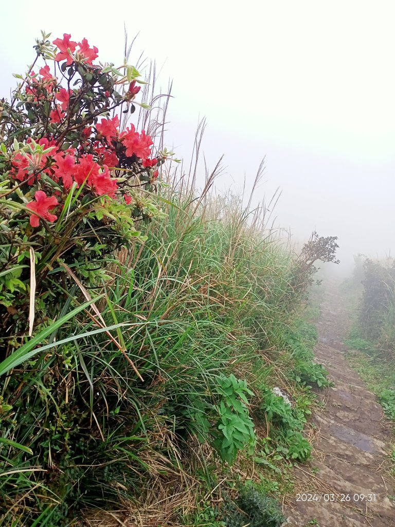 【臺北大縱走 2】鞍部→大屯山→面天坪→二子坪→小油坑、【小百岳集起來】#1 大屯山 H1092m_2465524