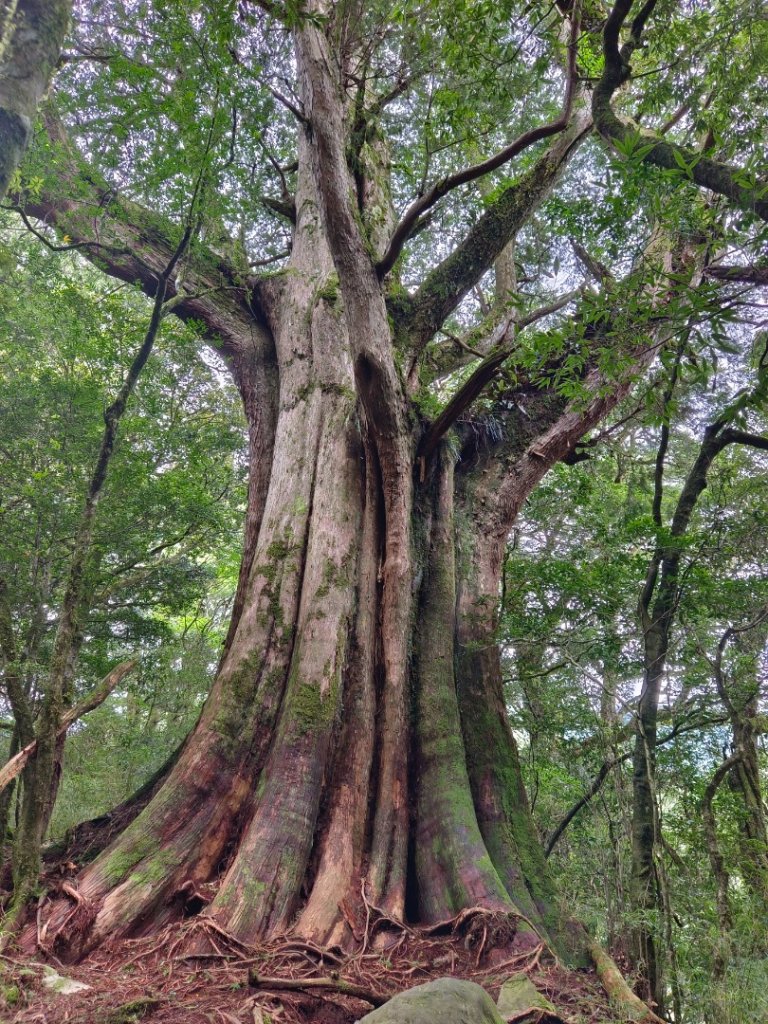 兩颱風之間空擋登屏風山巧遇保育類動物+出大景_2237855