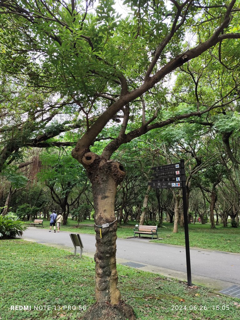 大安森林公園【走路趣尋寶】【臺北健走趣】_2536253