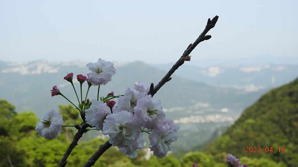 石碇十三股山/小格頭日出雲海+賞 #西施花 #松月櫻 孤挺花&桐花_2119013