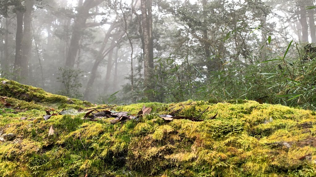 【中級山】新年走訪水社大山_2071897
