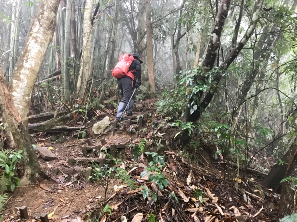 水雲之鳳 上島山_491278