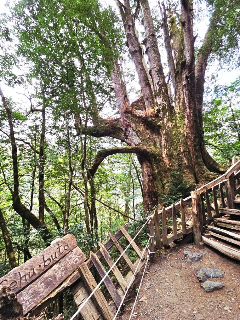 鎮西堡巨木群步道(B區)-(新竹)臺灣百大必訪步道_3007856