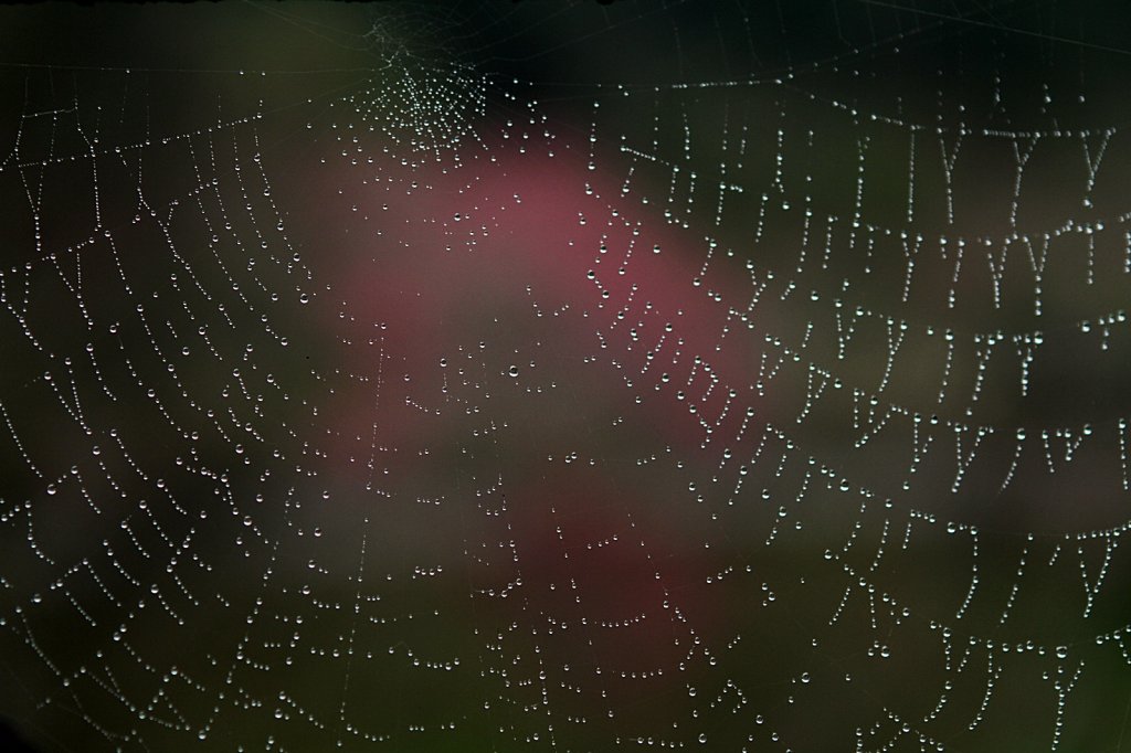 杉林溪賞花_872587