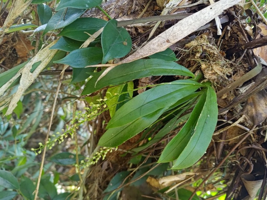 植物照片雞籠山九龍山大凍山_2395789