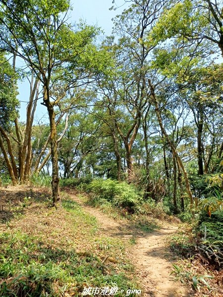 【苗栗三義】古道漫行。 挑炭古道(三通嶺古道)_2179331