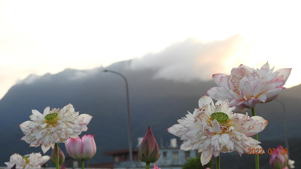 雲山水花鳥蝶 - 天龍國阿伯的日常 7/8&11_1757177