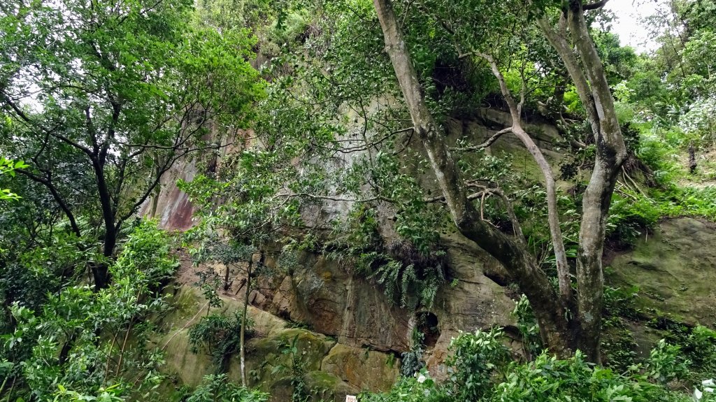 樹梅古道,不二法門_2240065