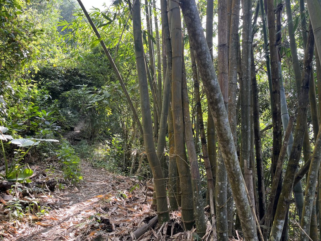 2023_1118 三腳南山_2353232