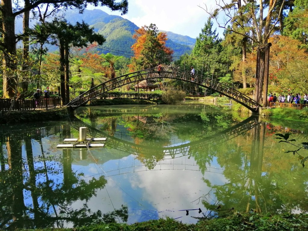 森林綠意滿滿芬多精。 溪頭森林遊樂區_770557