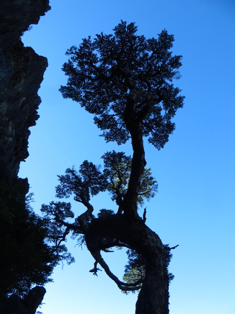 武陵四秀(2015四缺喀_2019喀桃)_689592