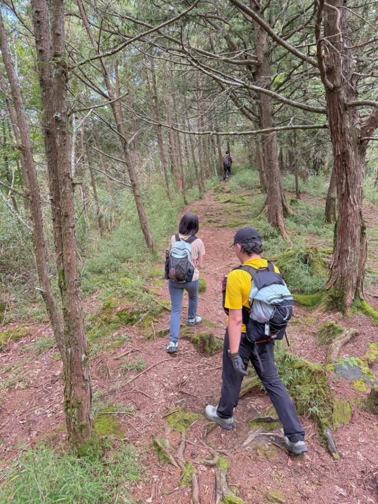 鹿屈山-杉林溪賞花趣_2816478