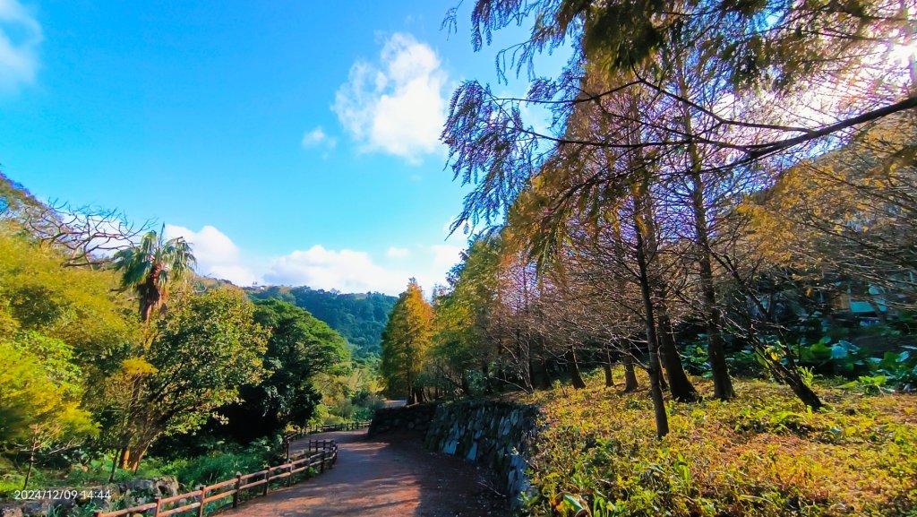 永公路落羽松/菁碧溪潺潺流水&至善路楓香紅了！_2666396