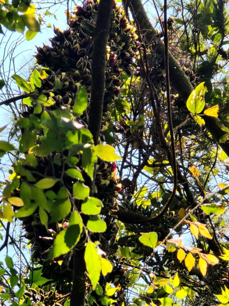 谷關松鶴橋對面的德芙蘭生態步道順登東卯山西南峰_2748292