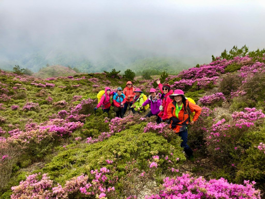 合歡北峰小溪營地下天巒池賞花趣_1733941