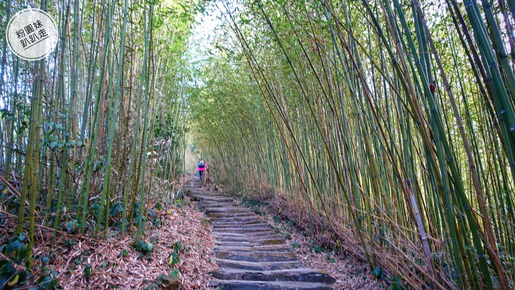 阿里山山脈越嶺步道大串走D2_543665