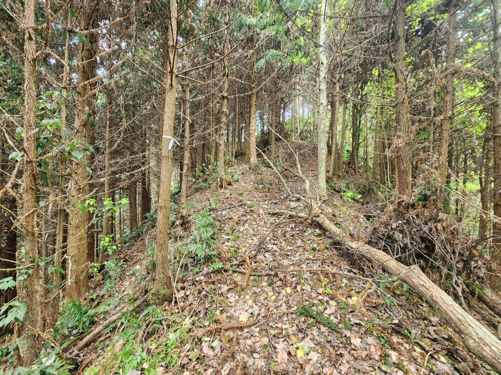 20250319大窩浪山_2771508