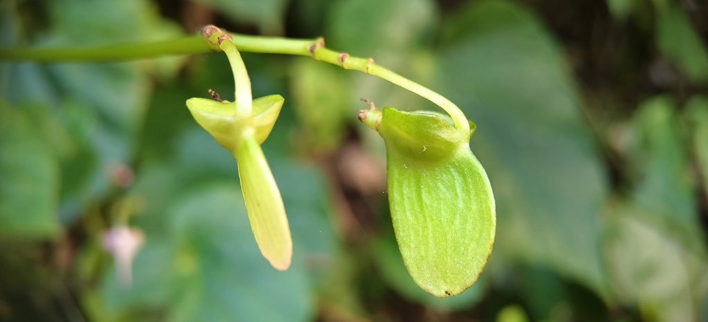 2025/10/26_馬胎古道_2925716